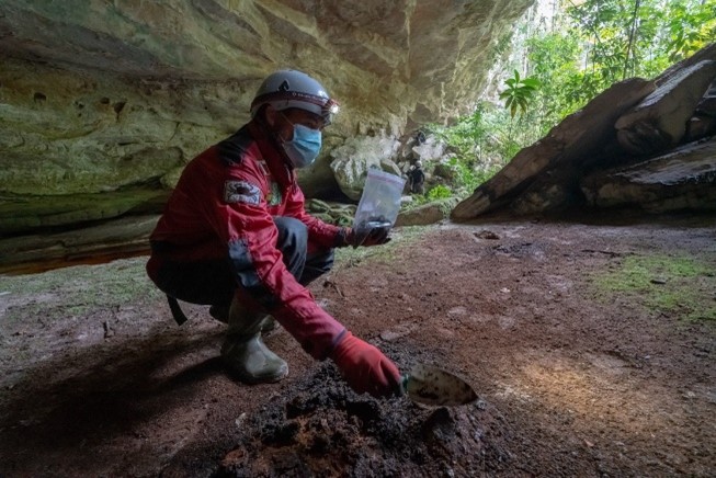 Muestreo de guano. Foto de Alessio Romeo