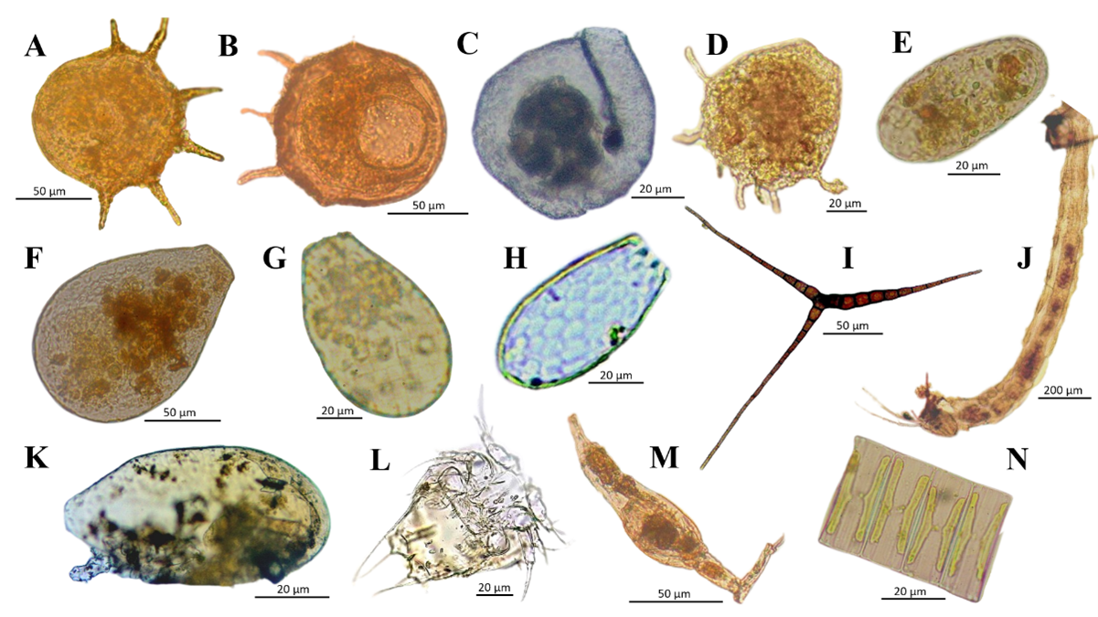 Organismos representativos encontrados en las muestras de estigobiota.