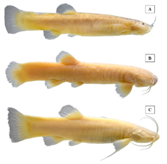 A) Trichomycterus latistriatus, B) Trichomycterus rosablanca, C) Tri-chomycterus spectrum. Fotos: Oscar Barbosa-Trujillo.