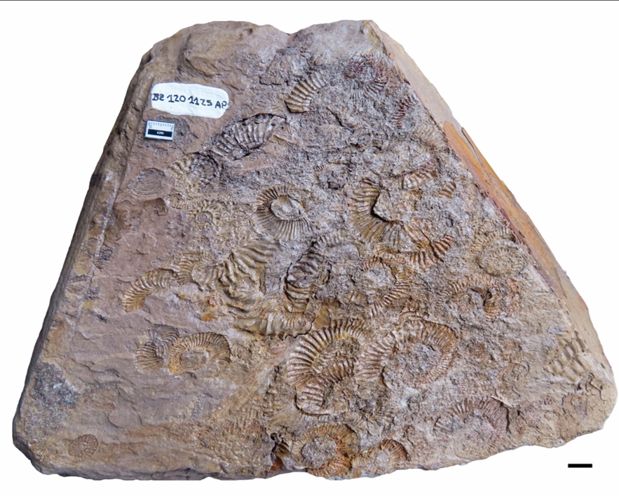 Cf. Idiohamites elegantulus Spath, 1939